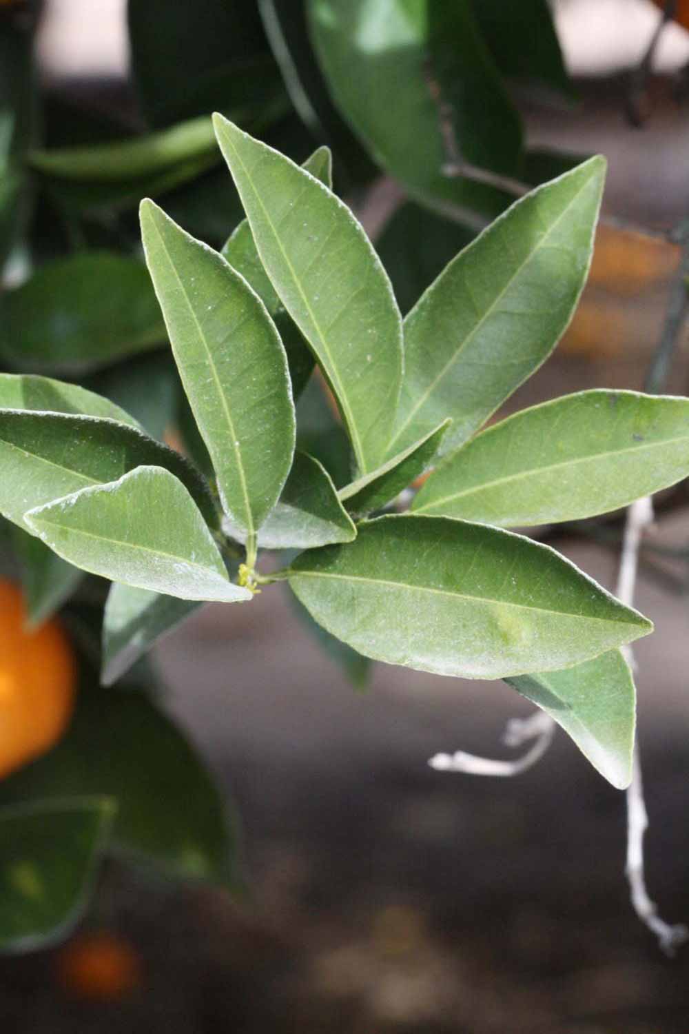              Sun leaves (Frost Navel, Riverside,   CA)       